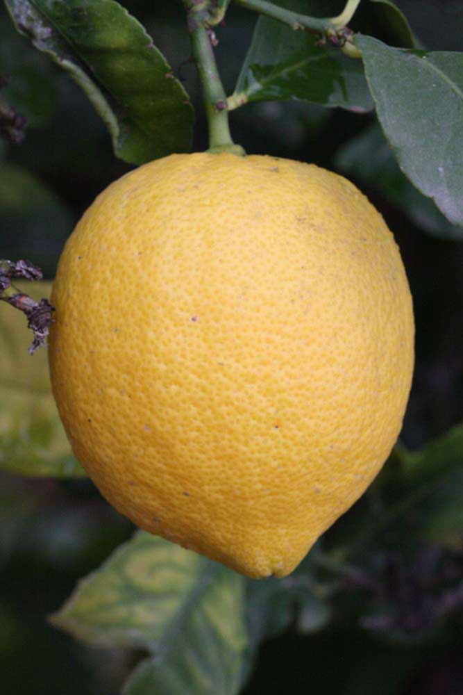            Fruit (Riverside, CA)   